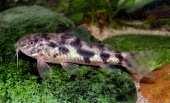 Corydoras sp,red stripe