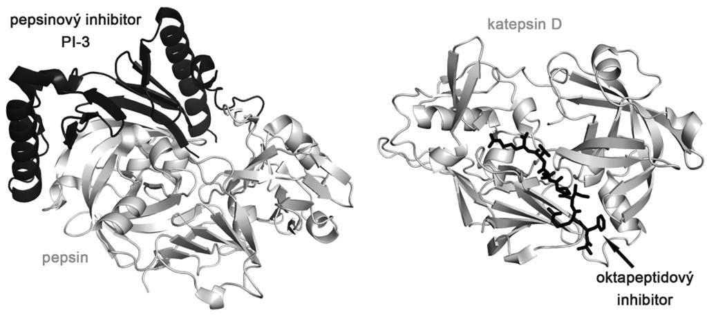 Obr. 2: Regulace AP navázáním přirozeného inhibitoru do aktivního místa a exomísta.