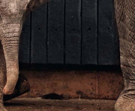 Díky tomu bude moci její potomek v zoologické zahradě zůstat až do dospělosti a přispět k vytvoření harmonické třígenerační skupiny.