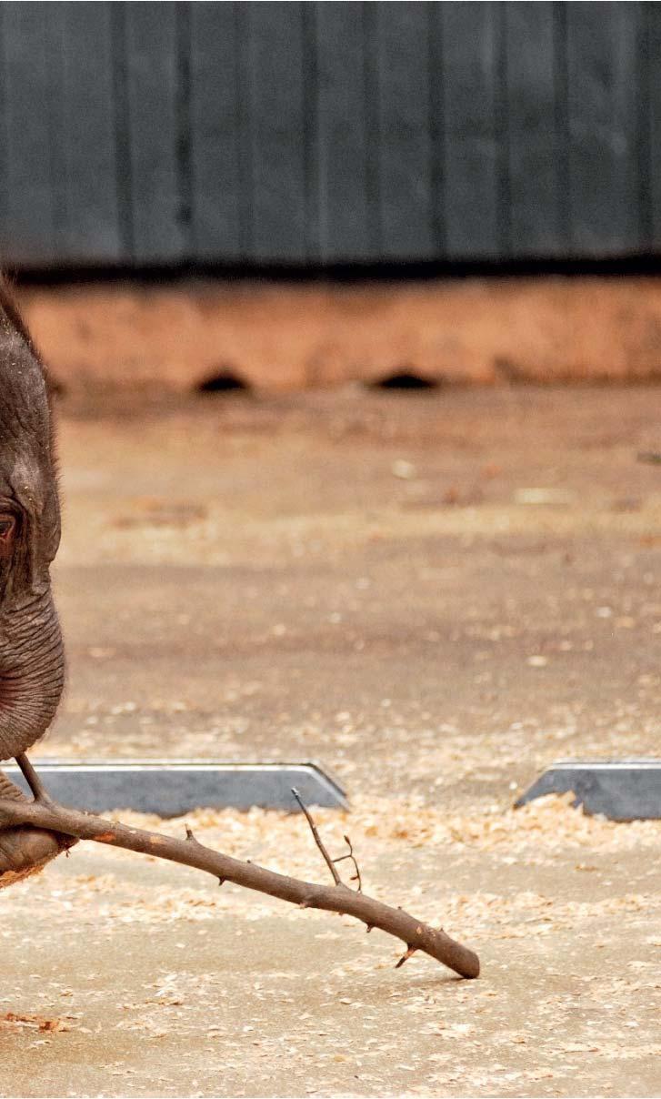 Loni se v Evropě narodilo deset indických slonů, jen v zoo v Hannoveru jich bylo pět!