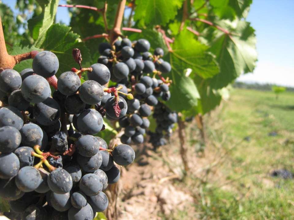 Malokarpatská Vínna Cesta Najpozoruhodnejšie body regiónu z vinárskeho hľadiska: Združenie Malokarpatská Vínna Cesta v spolupráci s Malokarpatským osvetovým strediskom v Modre pripravuje každoročne s