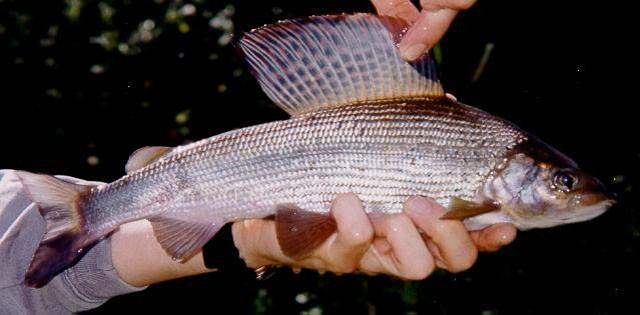 Č: lipanovití (Thymallidae) - dnes často jen