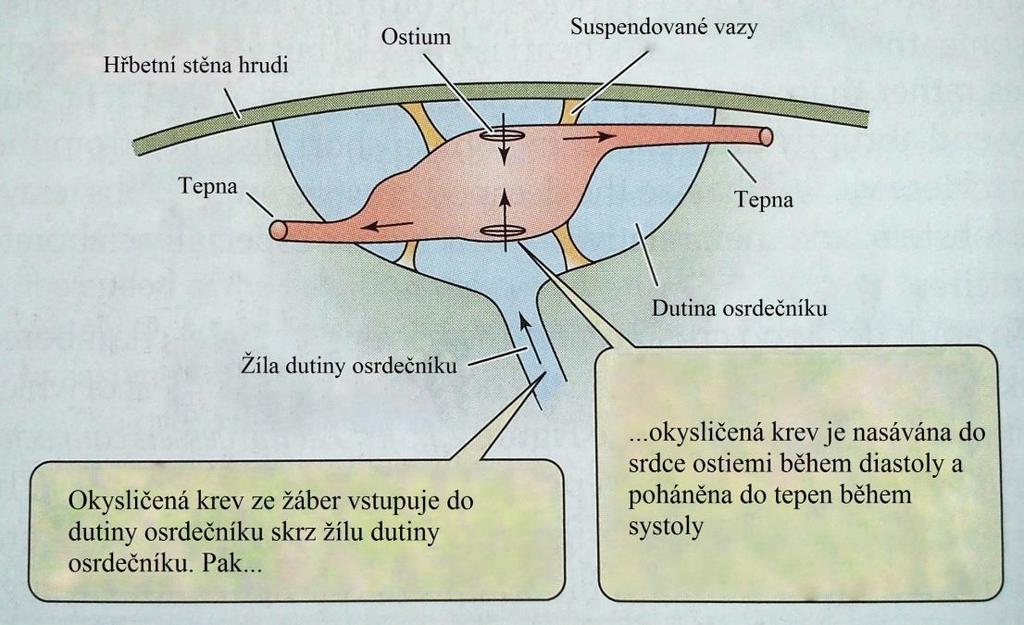 Srdce hmyzu je neurogenního charakteru, tudíž neurony podněcují srdeční stah křídlatých svalů napojené na srdeční stěnu. Při systole tedy nastává elastická kontrakce svalů srdce.