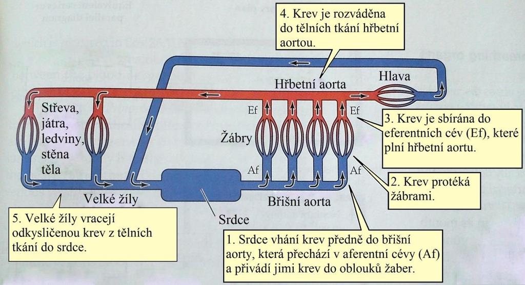 V hemolymfě je nejvíce obsažena plazma, která tvoří asi 90 % obsahu látky. Plazma obratlovců se liší od plazmy hmyzu zejména vyšším obsahem kyselin, proteinů, cukru a anorganických iontů.