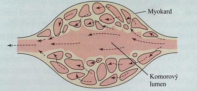 Síť porézního myokardu se skládá z úzkých, dlouhých provazů buněk, které jsou na obou koncích uchyceny ke komorové stěně a protínající komorový lumen, což je vnitřní část mezi dvěma vrstvami