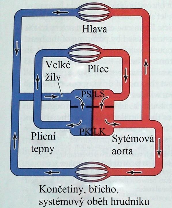 Červené krvinky mají podobné vlastnosti jako u ryb. 1.4 Podkapitola PTÁCI A SAVCI Nejdokonalejší cévní soustavu mají ptáci a savci.