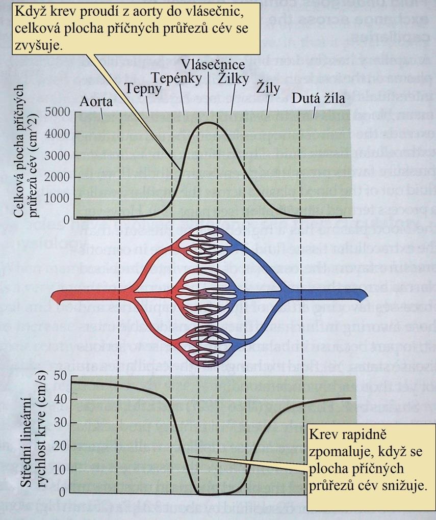 Obrázek 12: Proudění krve cévami [6, str.