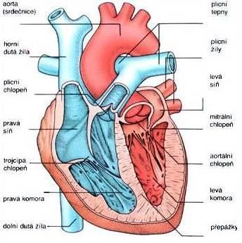 2 KAPITOLA LIDSKÉ SDRCE [5], [6], [7], [10], [11], [12], [13], [16], [31], [32] 2.
