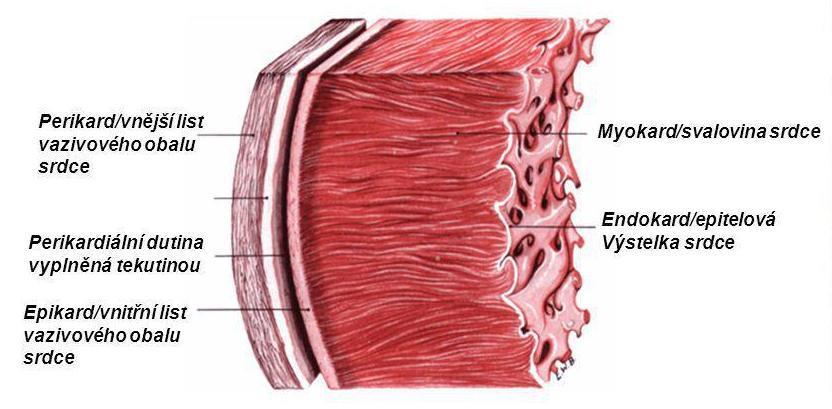 Střední tlak žil je závislý na více faktorech, např. hydrostatický tlak, odpor vůči toku krve, gravitační síla. 2.1.