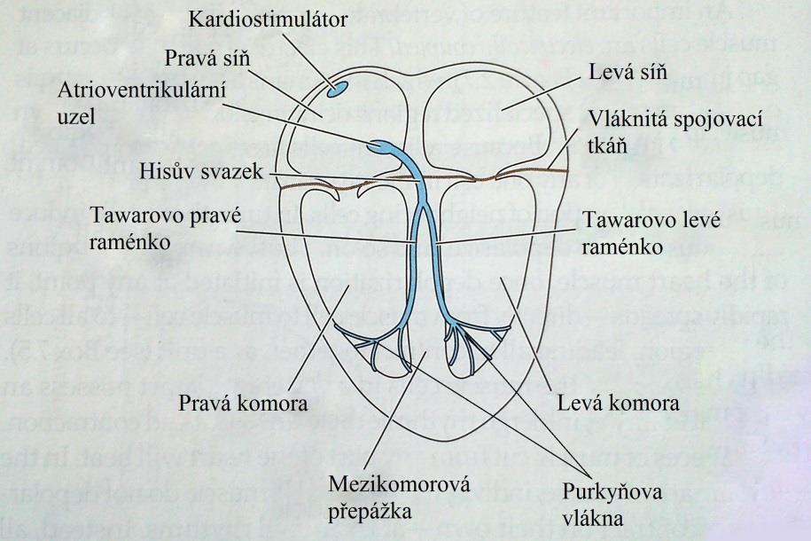 Díky speciálnímu skeletu, který brání průchodu vzruchu do komor, se šíří pouze do atrioventrikulárního uzlu, jenž se dále rozbíhá na větve nazývány jako Hisův svazek.