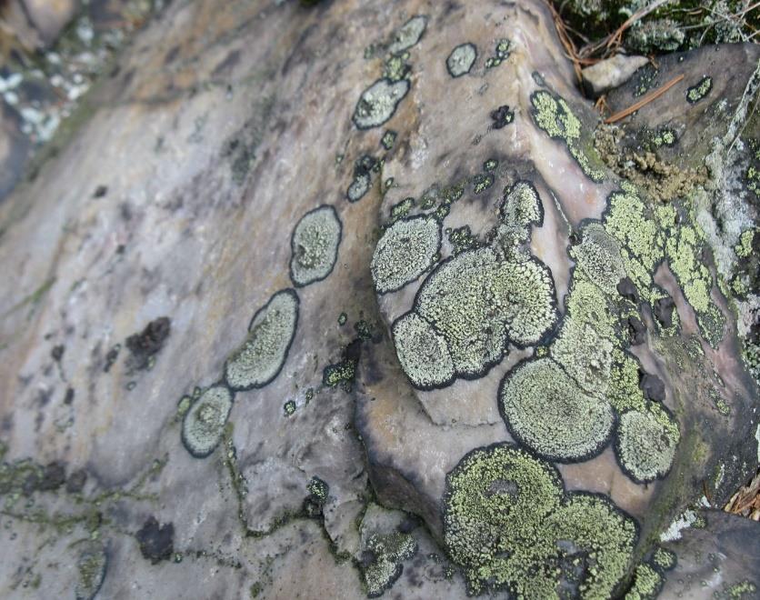 Metodika zpracování Misnička zední (Lecanora muralis 1 ) je saxikolním (epilitickým) druhem lišejníku z rodu Lecanora, čeledi Lecanoraceae (mísničkovité), řádu Lecanorales (mísničkotvaré), třídy