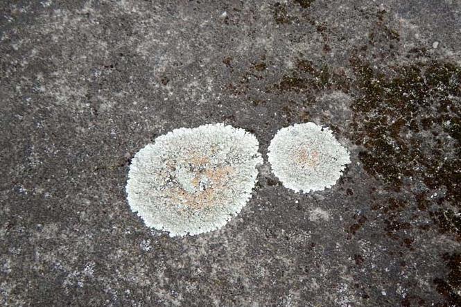 a Rhizocarpaceae (mapovníkovité), kam patří i rod Rhizocarpon (mapovník). V tomto početném rodu je známo přes 80 druhů.