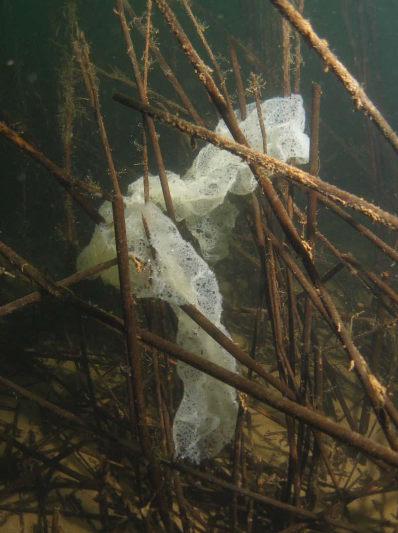3 Obr. 3.4.6. Vytřený pás okouních jiker na vegetaci, zatopená důlní jáma Milada (foto: FISHECU).