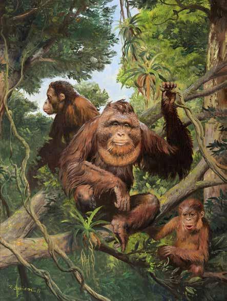 27. 5. 2018 PRAHA, ŽOFÍN 72 Zdeněk Burian (1905 1981) Orangutani olej na lepence, 1975, sign.