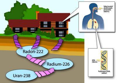 Radon nezapáchající plyn, několik radioaktivních izotopů poločas rozpadu 3,8 dne tedy rychlý rozpad vzniká jako produkt radioaktivních