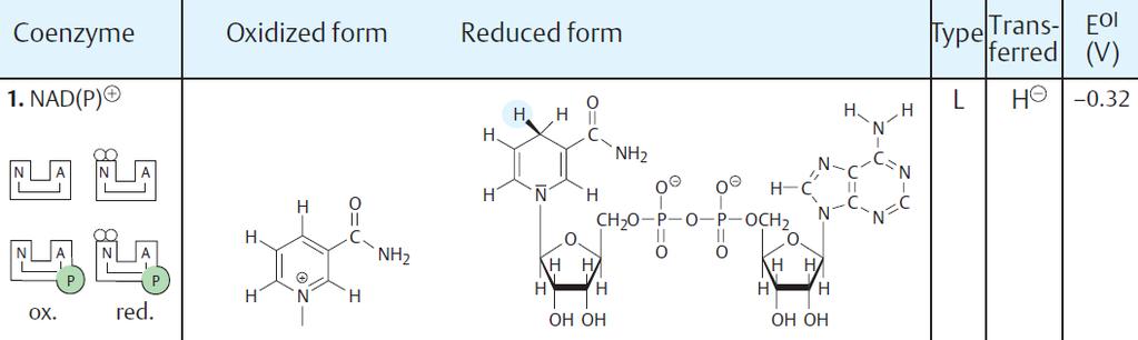 Kofaktory oxidoreduktáz NAD + /NADH+H + NADP + /NADPH+H + koenzym, přenos H + +2e - prekurzorem je vit.