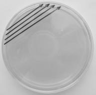 1. příprava suspenze Staphylococcus aureus o denzitě 0,5 McFarlanda do sterilní zkumavky