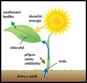 Fotosyntéza přeměna látek neústrojných na látky ústrojné zelené rostliny za přítomnosti světla