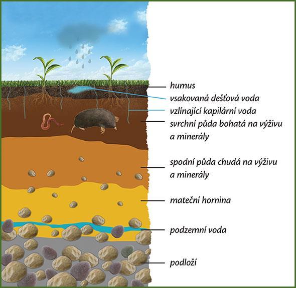 Půda půda má několik vrstev nejspodnější je podloží hornina, ze které půda