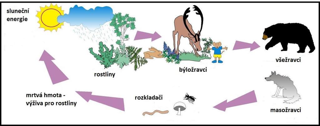 Potravní vztahy v přírodě je to koloběh živin v přírodě rostliny vyrábějí ústrojné látky fotosyntézou býložravci živí se rostlinami všežravci živí