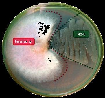 Aktivní ochrana kořene proti houbovým chorobám Zastavuje růst houbových chorob v rhizosféře Vytváří