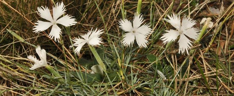 (Thymus praecox), jilm habrolistý (Ulmus minor), rozrazil Dilleniův (Veronica dillenii), rozrazil rozprostřený (V. prostrata), violka divotvárná (Viola mirabilis). (http://www.nature.