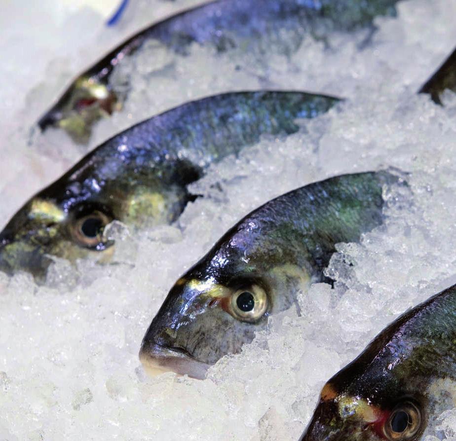 Čerstvé ryby jsou ty, které nebyly ošetřeny jinak než chlazením na teplotu tajícího ledu, tedy byly od výlovu až na prodejní pult skladovány při teplotě -1 až +2 C.
