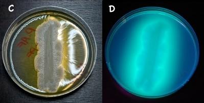 Další nefermentující : Pseudomonas fluorescens Podobná P.