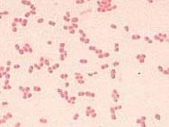 Acinetobacter sp.