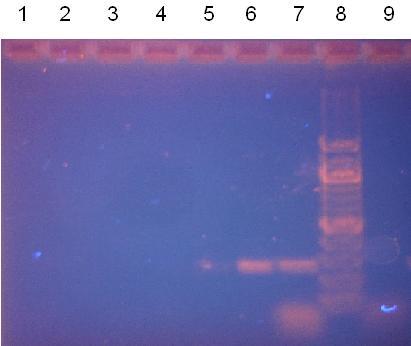 číslo běhu 1 2 3 4 5 6 7 označení DNA DNA M-B30ox DNA M- B30ox DNA M- B30ox DNA M- B30ox DNA M- B30ox DNA M- B30ox množství číslo běhu 1