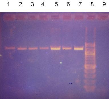 9 9 DNA R- D V specifické pro druh Lactobacillus plantarum byly detegovány specifické produkty jen pro koncentrace 10 ng/μl.