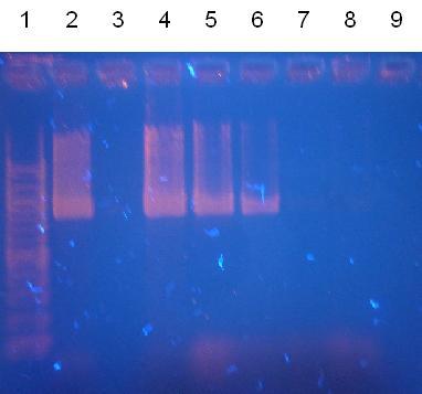DNA R-135ox DNA LF-B30ox číslo běhu označení DNA množství číslo