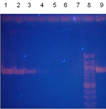 +++ 2 3 15 μl 3 4 DNA R-135ox DNA LF-B30ox 15 μl +++ 4 5 DNA R
