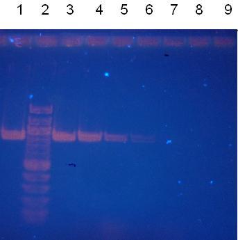 μl ++ 6 7 DNA R -135ox DNA LF - B30ox 15 μl 7 8 DNA R -135ox DNA
