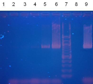 číslo běhu označení DNA množství 1 2 3 4 5 6 7 DNA M- B30ox DNA M- B30ox DNA M- B30ox DNA M- B30ox DNA M- B30ox DNA M- B30ox 1 číslo