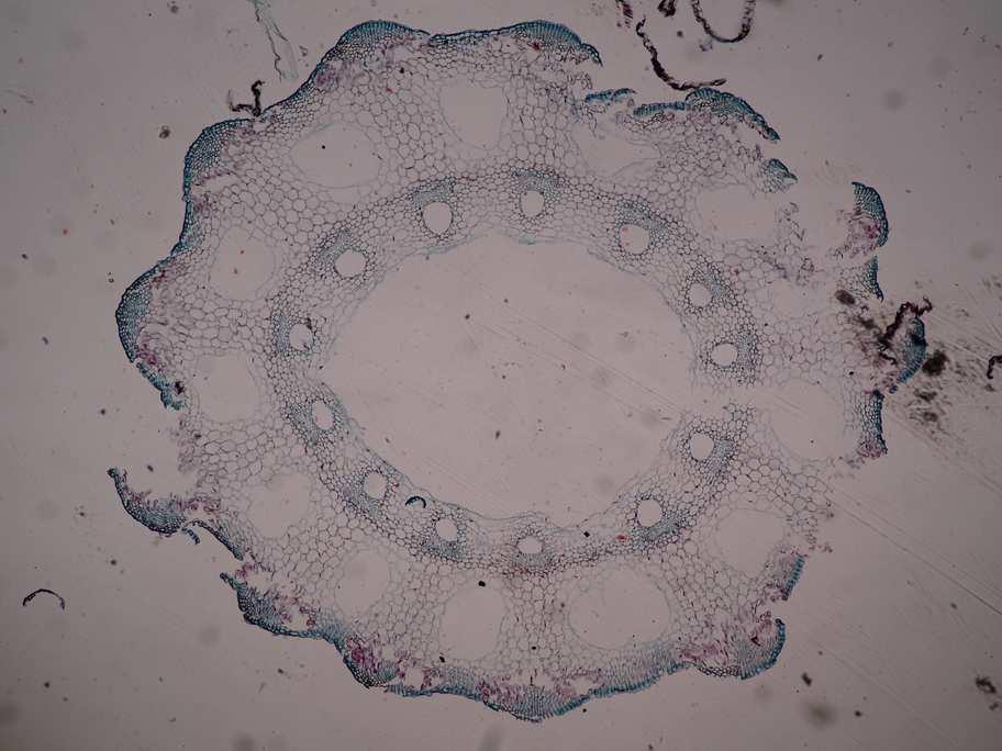 Řád Equisetales (přesličky) cvičení 6, vzorek 1 trvalý preparát příčný řez stonkem