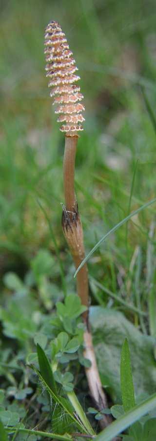 Čeleď Equisetaceae (přesličkovité) Equisetum arvense (přeslička