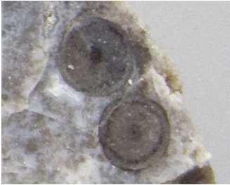 Rhyniopsida (ryniofyty)* parafyletická bazální skupina cévnatých rostlin bez kořenů jen fosilní, od závěru Siluru do středního Devonu řez stonkem, průměr cca. 2,5 mm Obrázek Peter coxhead, CC BY-SA 3.