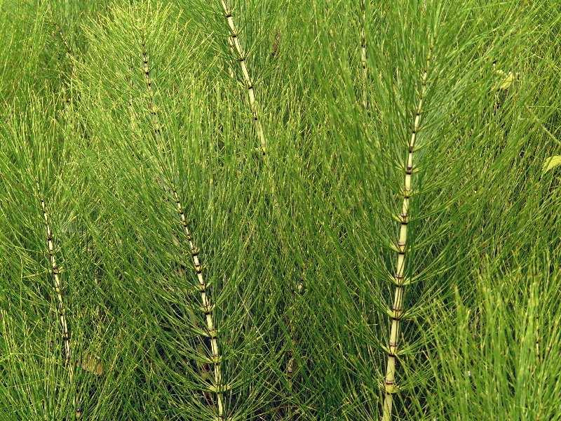 Čeleď Equisetaceae (přesličkovité)* Equisetum telmateia (přeslička největší) náš největší druh, který dorůstá až 2 m, roste na lesních