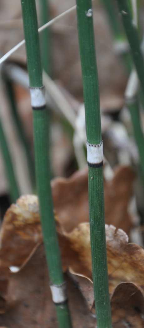 Čeleď Equisetaceae (přesličkovité)* Equisetum