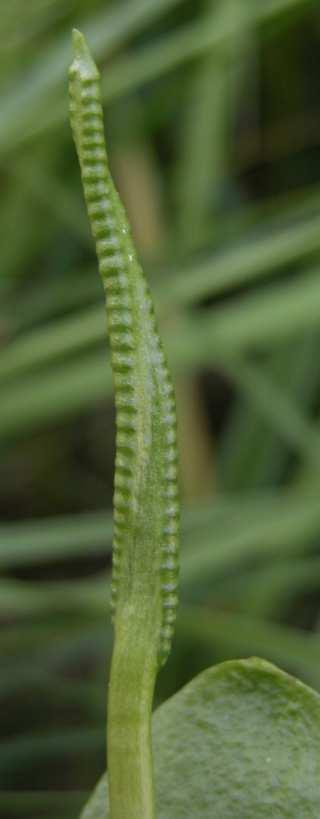 Řád Ophioglossales* Čeleď Ophioglossaceae (hadilkovité) worldwide 5-7 genera, circa 100 species (Botrichium 50,