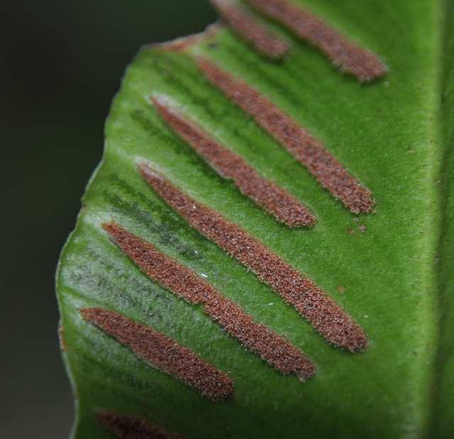 Řád Polypodiales Čeleď Aspleniaceae (sleziníkovité) výtrusné kupky úzce čárkovité, protáhlého