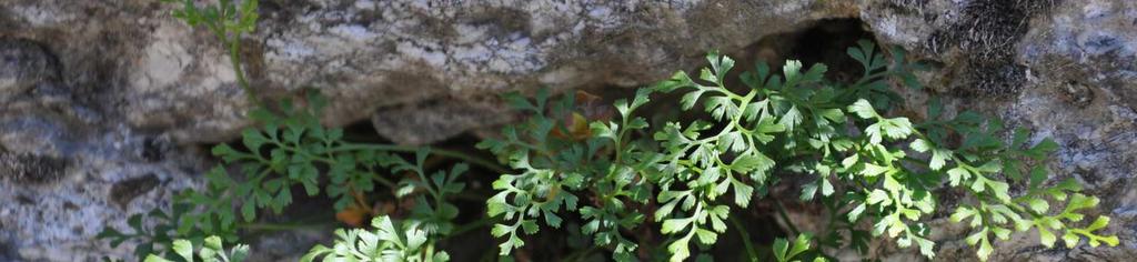 Řád Polypodiales Čeleď Aspleniaceae