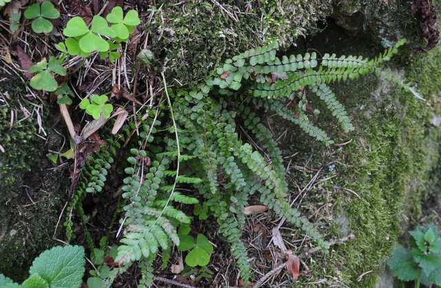 Řád Polypodiales Čeleď Aspleniaceae (sleziníkovité)*