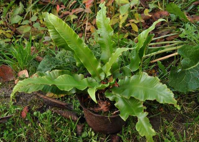 Řád Polypodiales Čeleď Aspleniaceae (sleziníkovité)* Asplenium