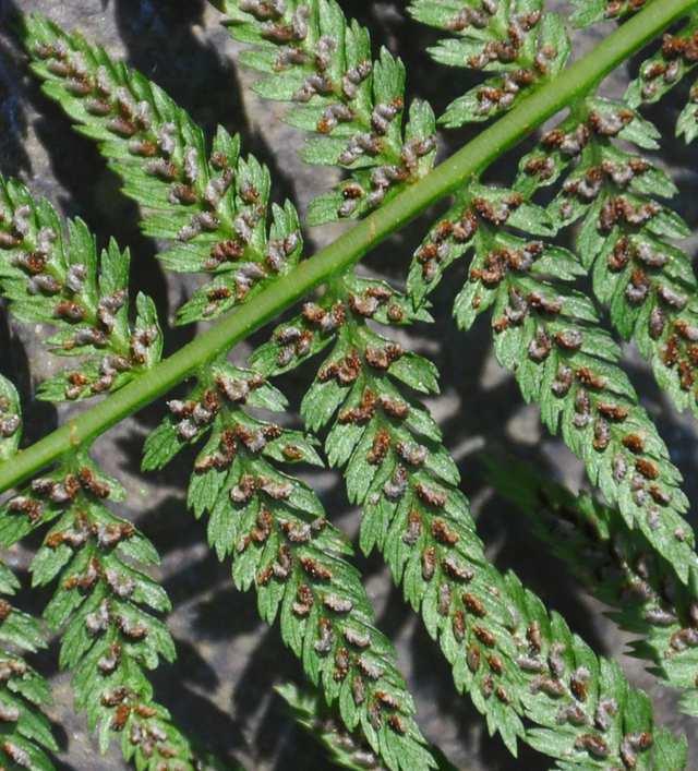 lat.) Athyrium filix-femina (papratka samičí) 2x