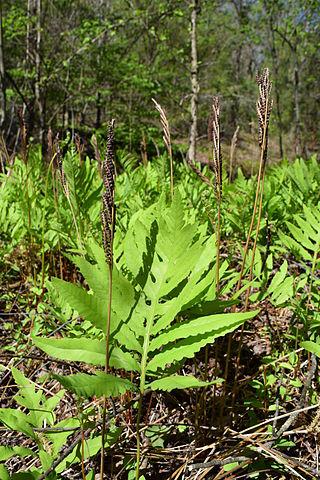 Řád Polypodiales Onocleaceae (onokleovité)* Onocleasensibilis (onoklea citlivá) druh se severopacifickou disjunkcí, u nás občas pěstovaná jako okrasná