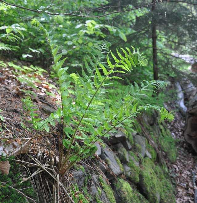 Dryopteris filix-mas (kapraď samec) hojně ve vlhkých