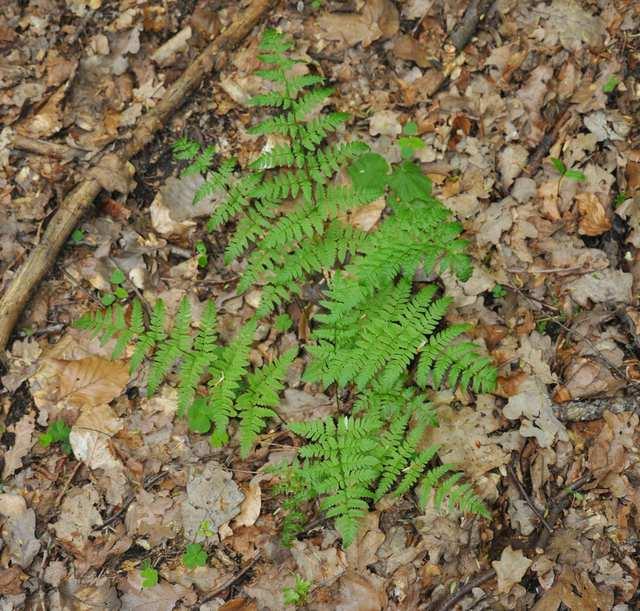 Řád Polypodiales Čeleď Dryopteridaceae