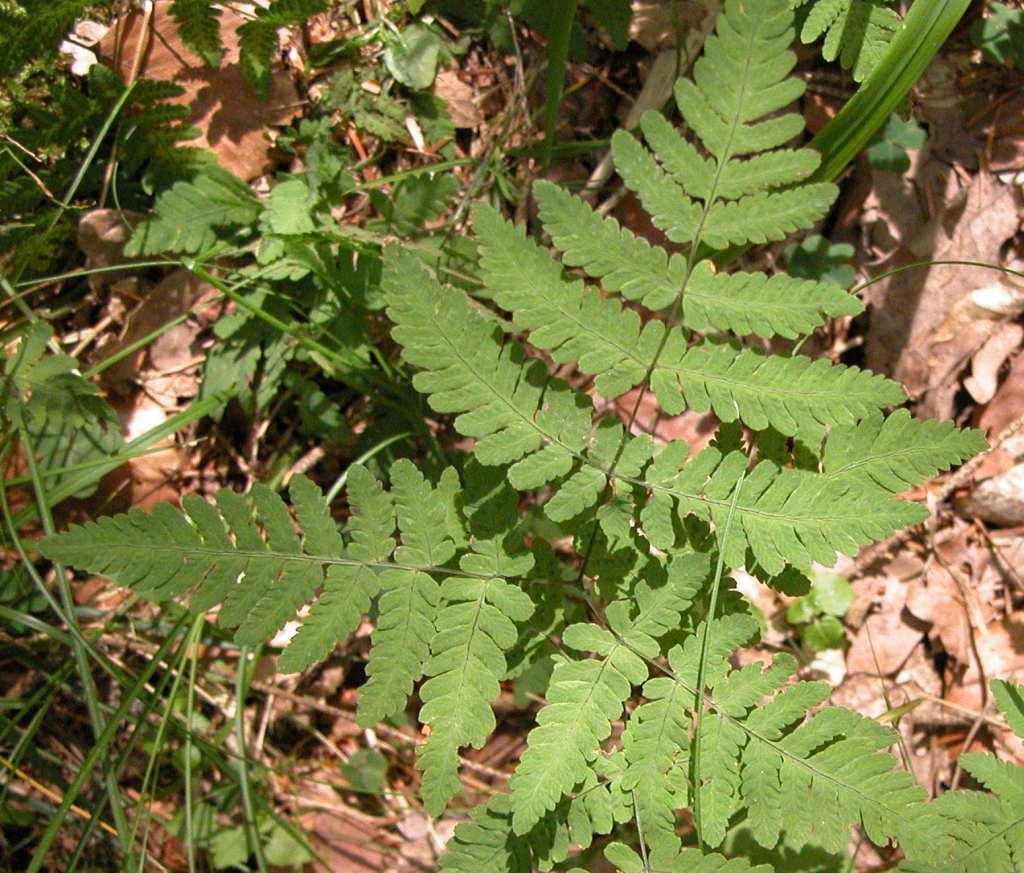 Řád Polypodiales Čeleď Dryopteridaceae (kapraďovité)*